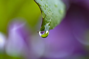 Dew,  Drops,   leaf,  Bending